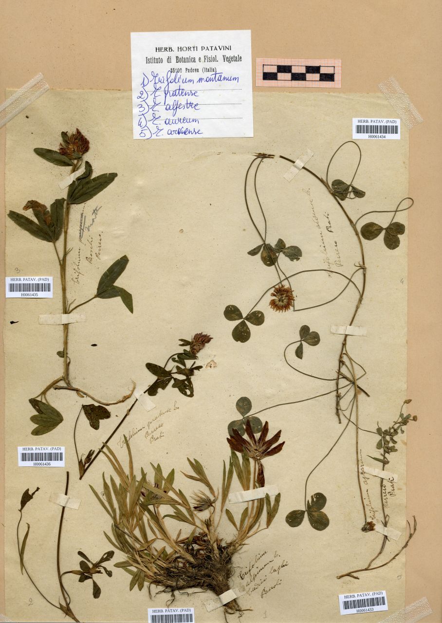 Trifolium pratense L - erbario, Erbario Rostan, Erbario Rostan