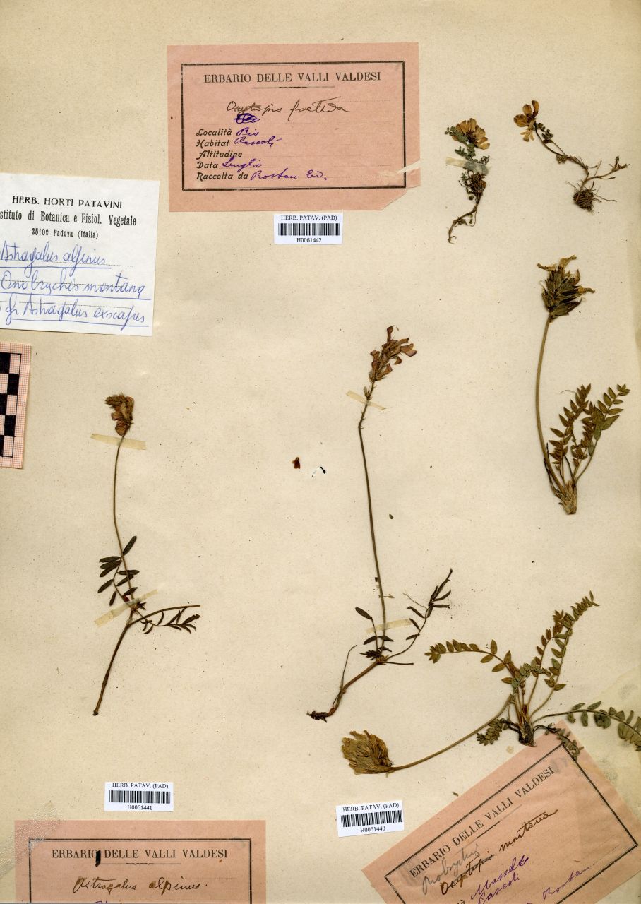 Astragalus alpinus L - erbario, Erbario Rostan, Erbario Rostan