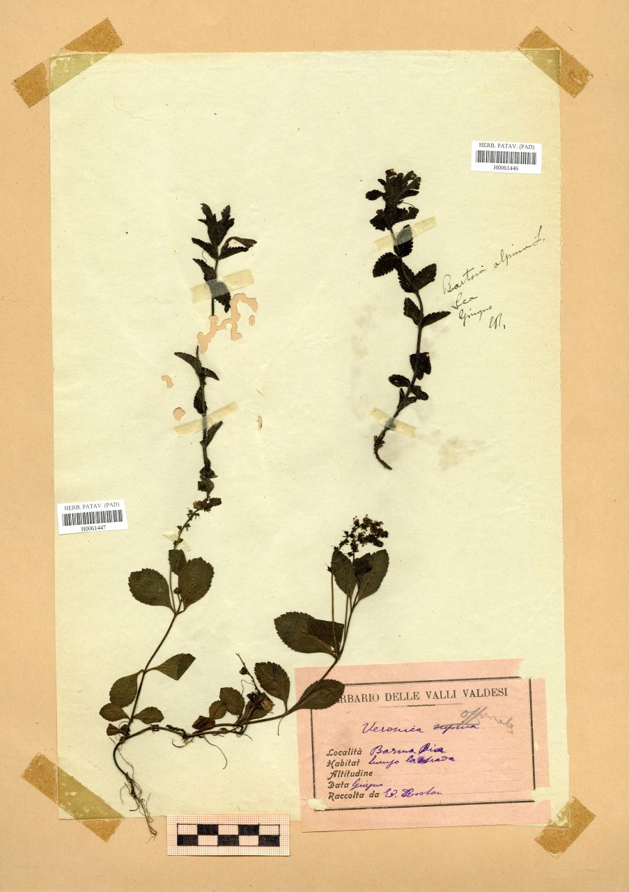Bartsia alpina L - erbario, Erbario Rostan, Erbario Rostan