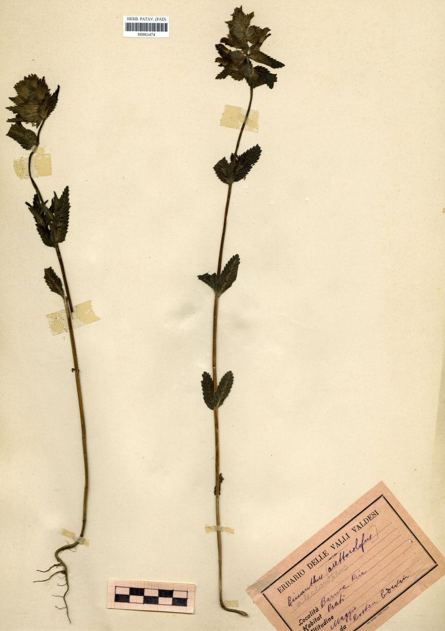 Rhinanthus alectorolophus (Scop.)Pollich - erbario, Erbario Rostan, Erbario Rostan