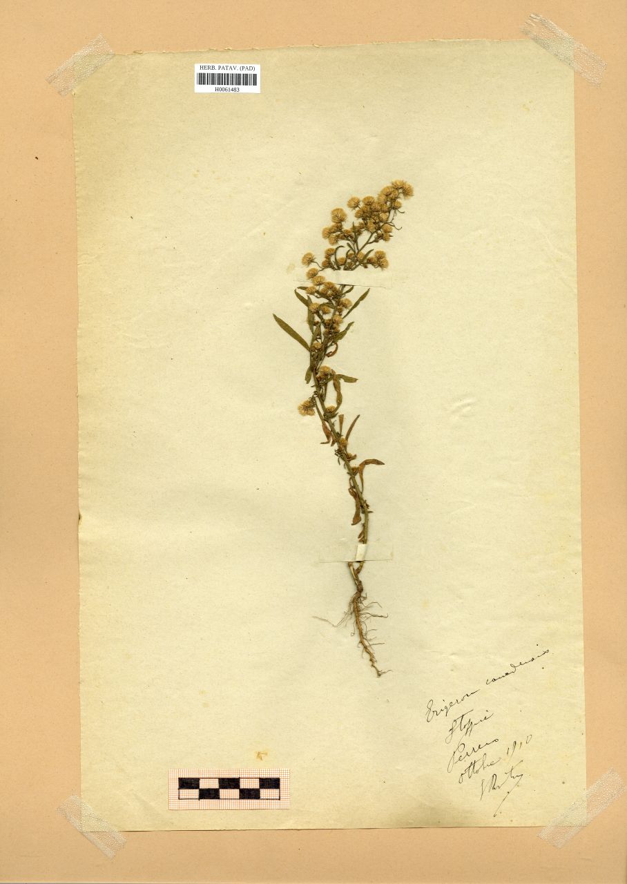Erigeron canadensis L - erbario, Erbario Rostan, Erbario Rostan (1910/10)