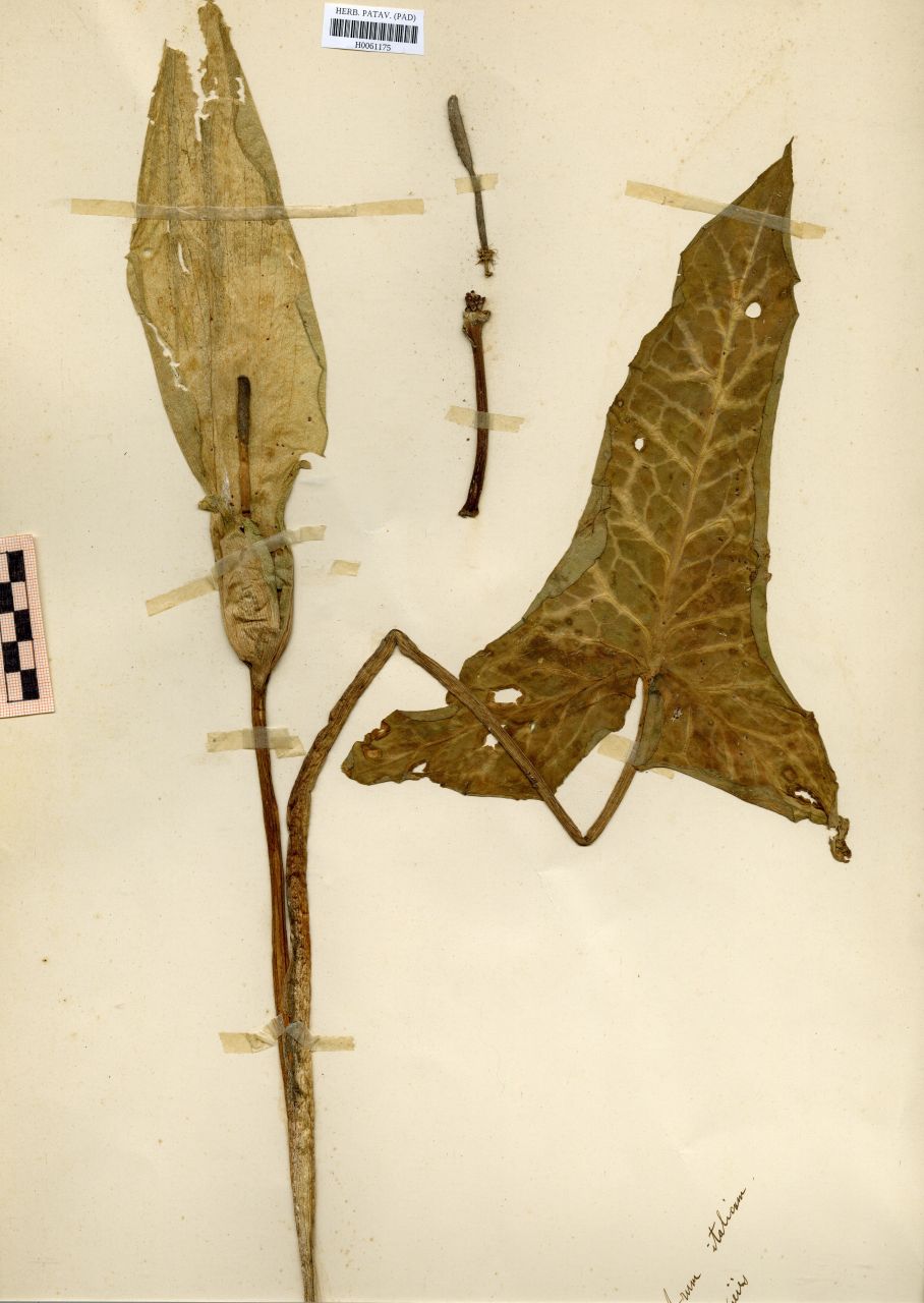 Arum italicum Mill - erbario, Erbario Rostan, Erbario Rostan