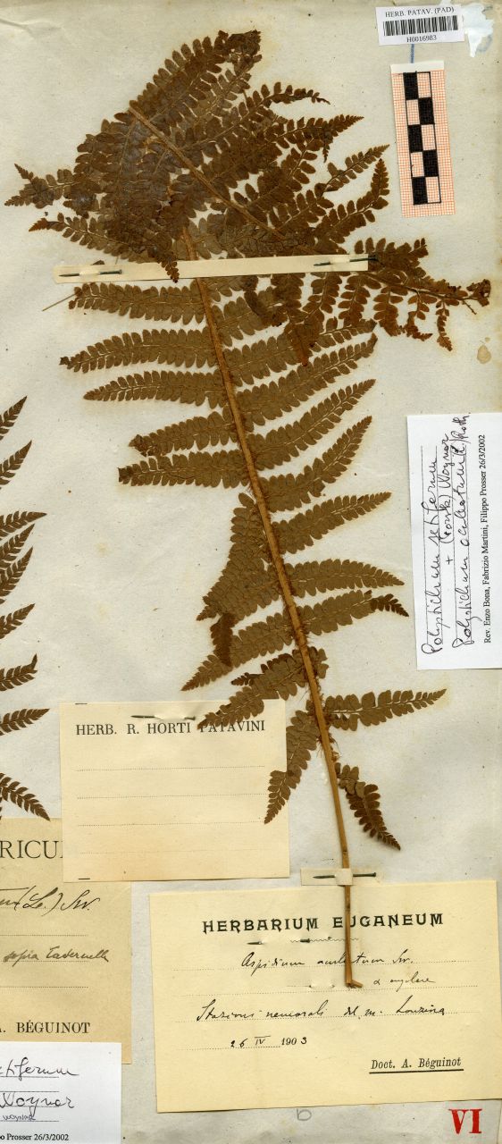 Aspidium aculeatum (L.) Sw. var.angulare - erbario, Erbario delle Venezie, Erbario delle Venezie (1903/04/26)