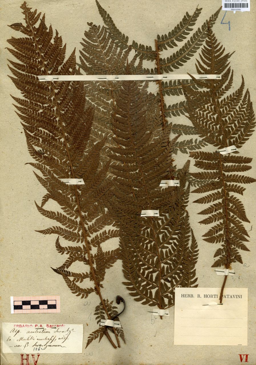 Aspidium aculeatum (L.) Sw. var.Swartzianum - erbario, Erbario delle Tre Venezie, Erbario delle Tre Venezie (1862)