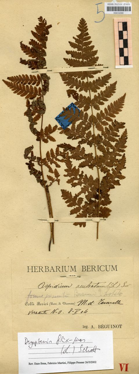 Aspidium aculeatum (L.) Sw - erbario, Erbario delle Venezie, Erbario delle Venezie (1904/05/08)