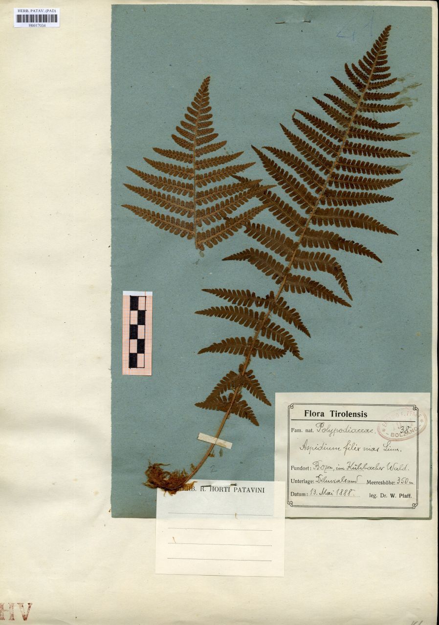 Aspidium filix-mas L - erbario, Erbario delle Tre Venezie, Erbario delle Tre Venezie (1888/05/13)