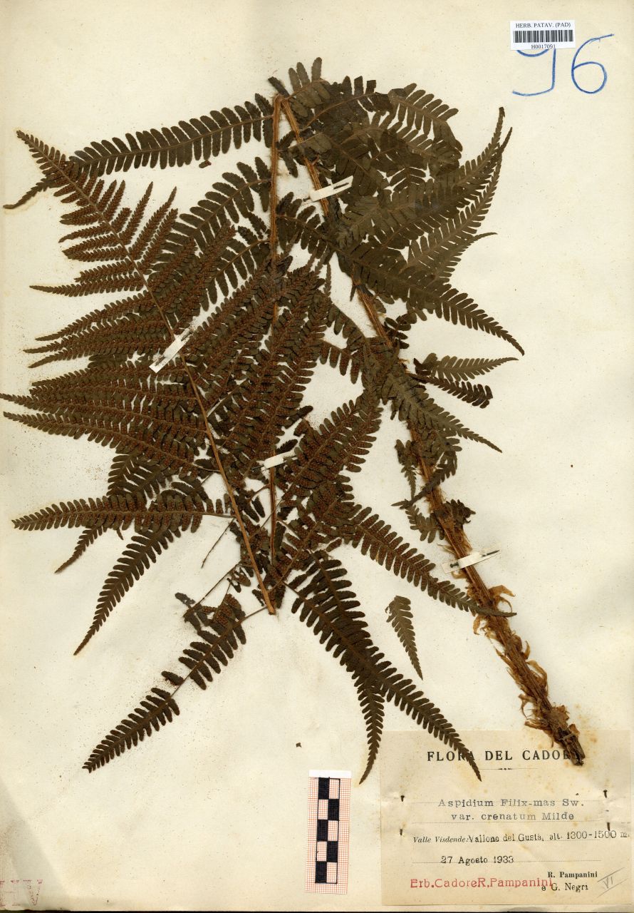 Aspidium filix mas (L.) Sw. var. crenatum Milde - erbario, Erbario delle Venezie, Erbario delle Venezie (1933/08/27)