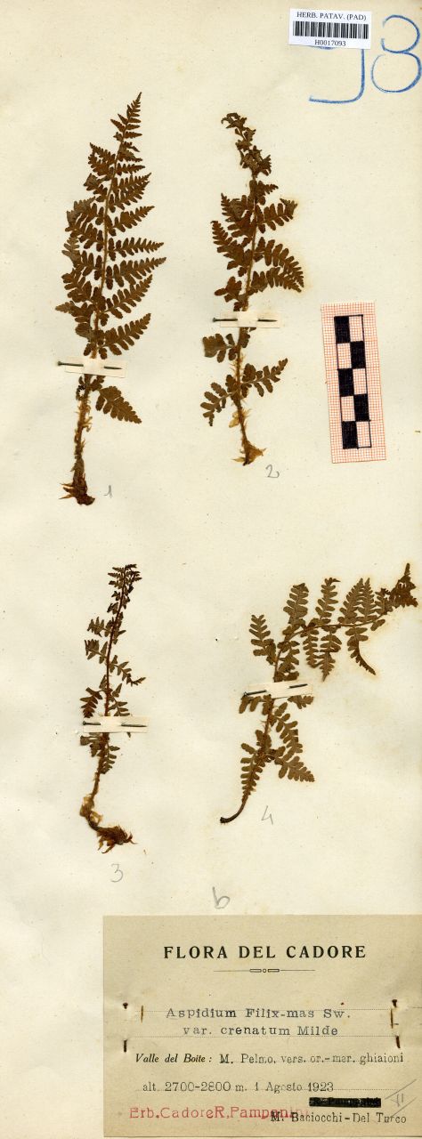 Aspidium filix mas (L.) Sw. var.crenatum Milde - erbario, Erbario delle Venezie, Erbario delle Venezie (1923/08/01)