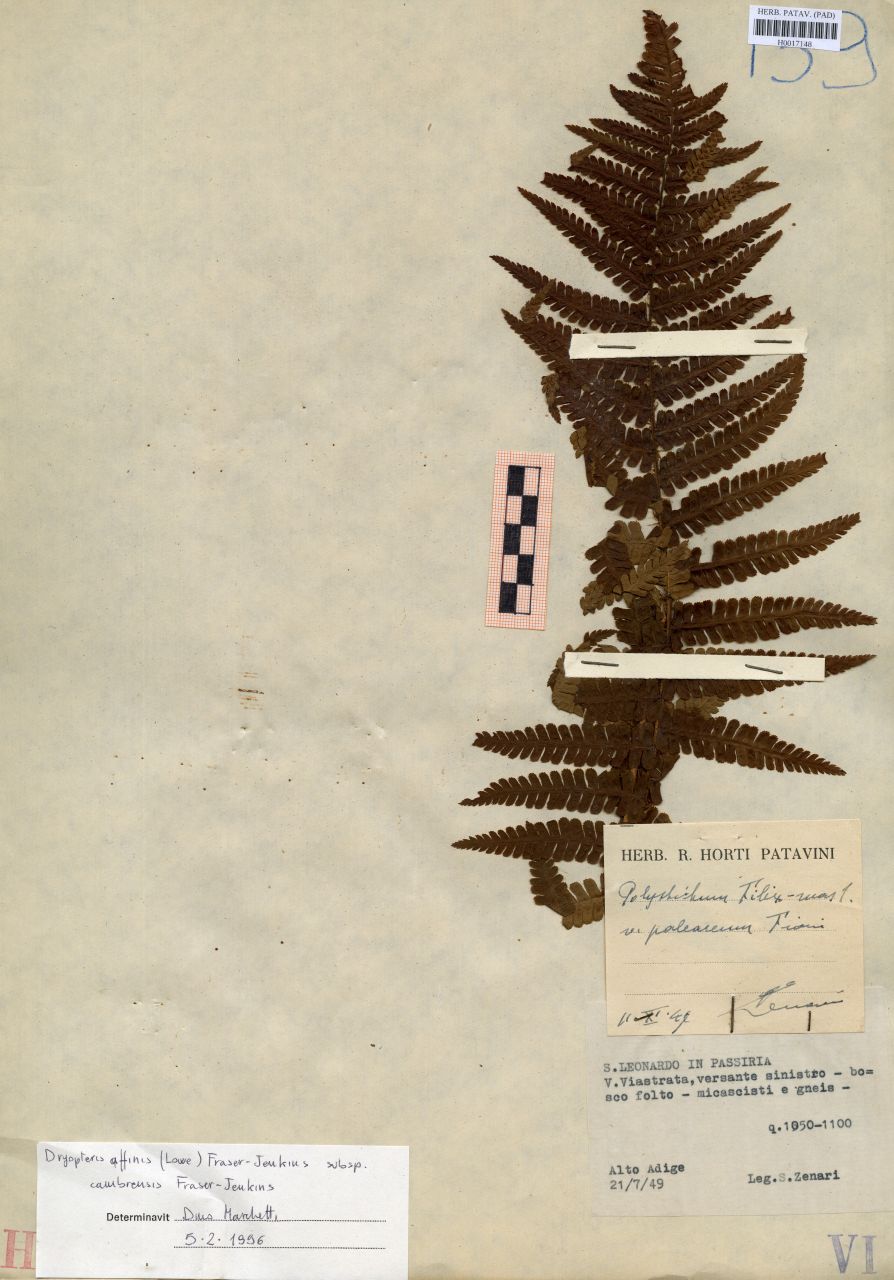 Polystichum filix-mas L. var.paleaceum Fiori - erbario, Erbario delle Tre Venezie, Erbario delle Tre Venezie (1949/07/21)