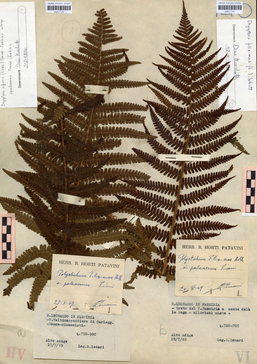 Polystichum filix-mas Roth.var.paleaceum Fiori - erbario, Erbario delle Tre Venezie, Erbario delle Tre Venezie (1949/07/17)