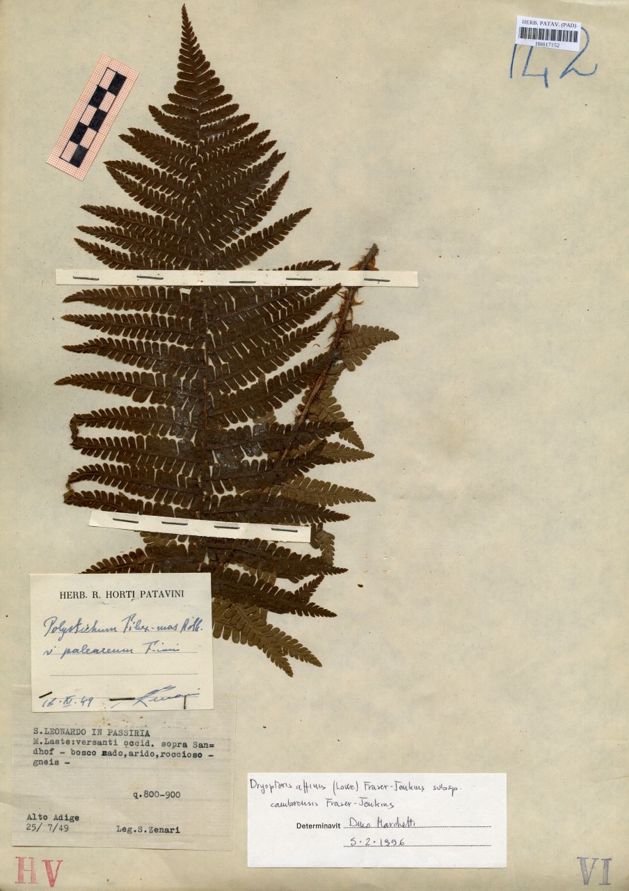 Polystichum filix-mas Roth.var.paleaceum Fiori - erbario, Erbario delle Tre Venezie, Erbario delle Tre Venezie (1949/07/25)