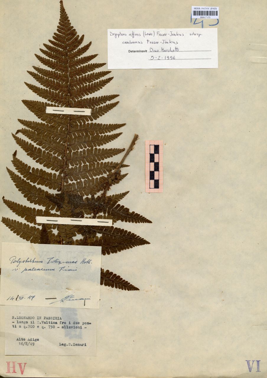 Polystichum filix-mas Roth.var.paleaceum Fiori - erbario, Erbario delle Tre Venezie, Erbario delle Tre Venezie (1949/08/16)