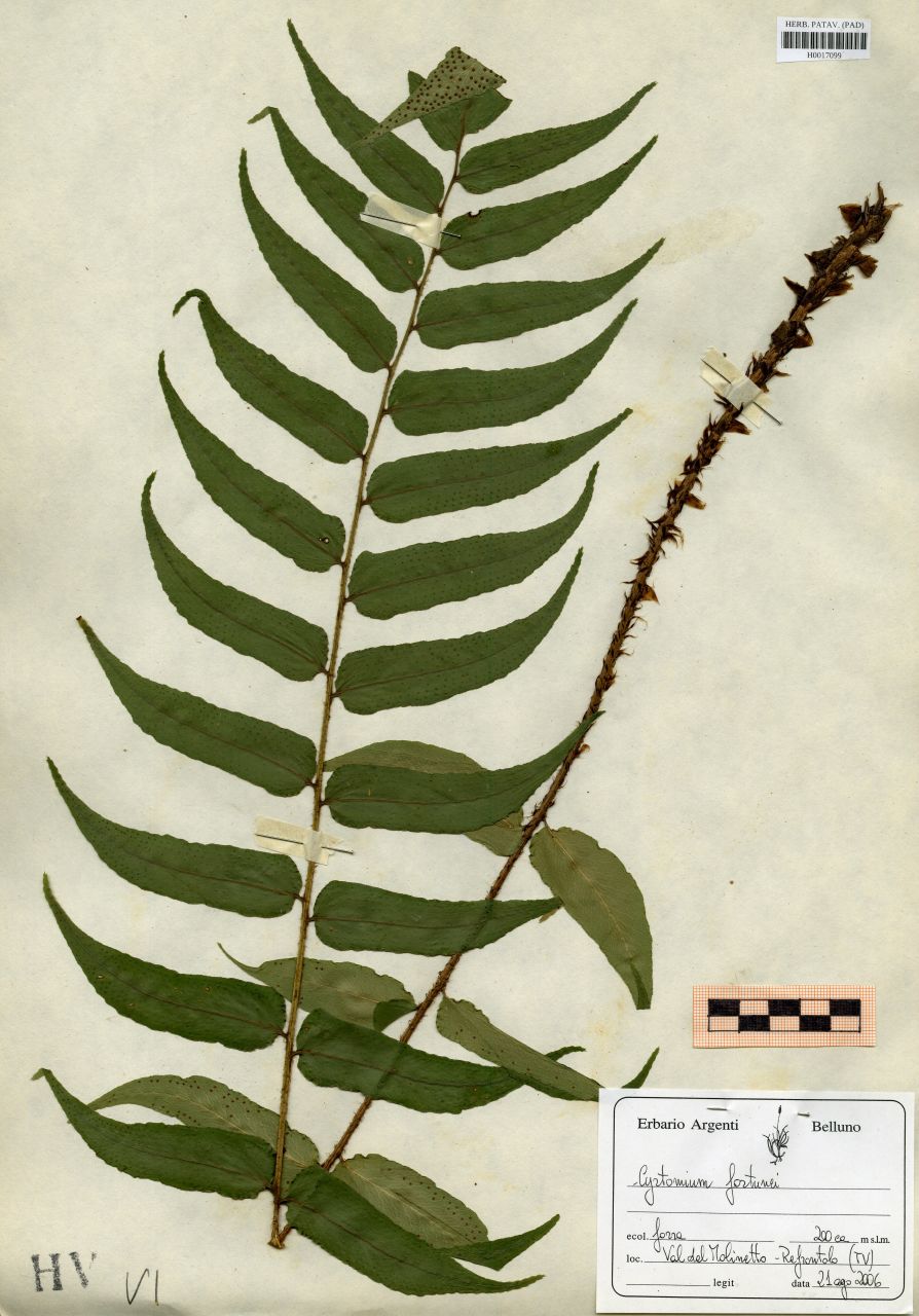 Cyrtomium fortunei J. Sm - erbario, Erbario delle Venezie, Erbario delle Venezie (2006/08/21)