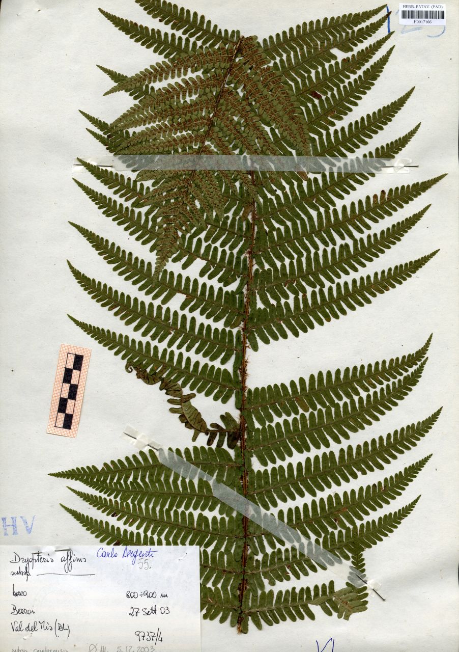 Dryopteris affinis - erbario, Erbario delle Tre Venezie, Erbario delle Tre Venezie (2003/09/27)