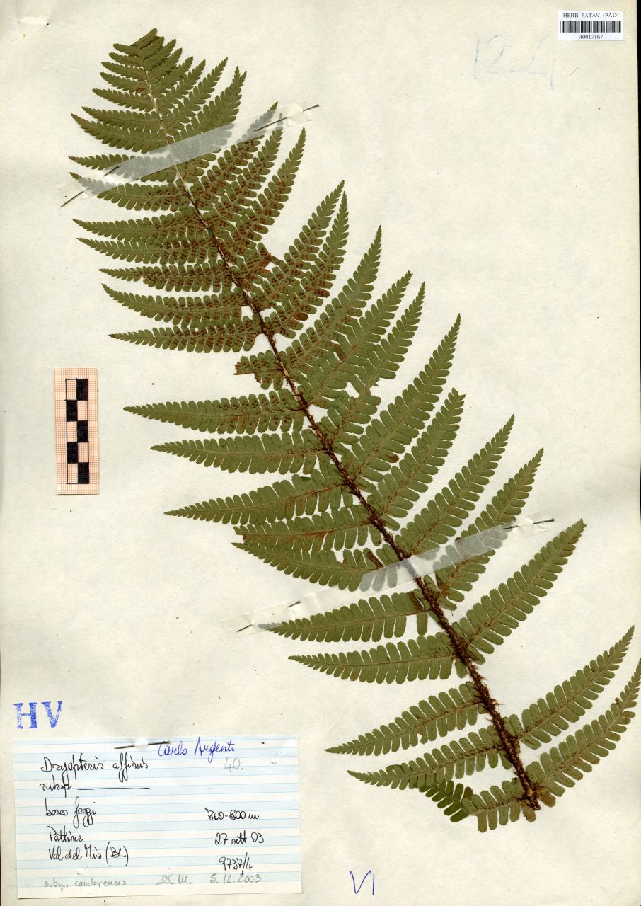 Dryopteris affinis Fraser-Jenk - erbario, Erbario delle Tre Venezie, Erbario delle Tre Venezie (2003/09/27)