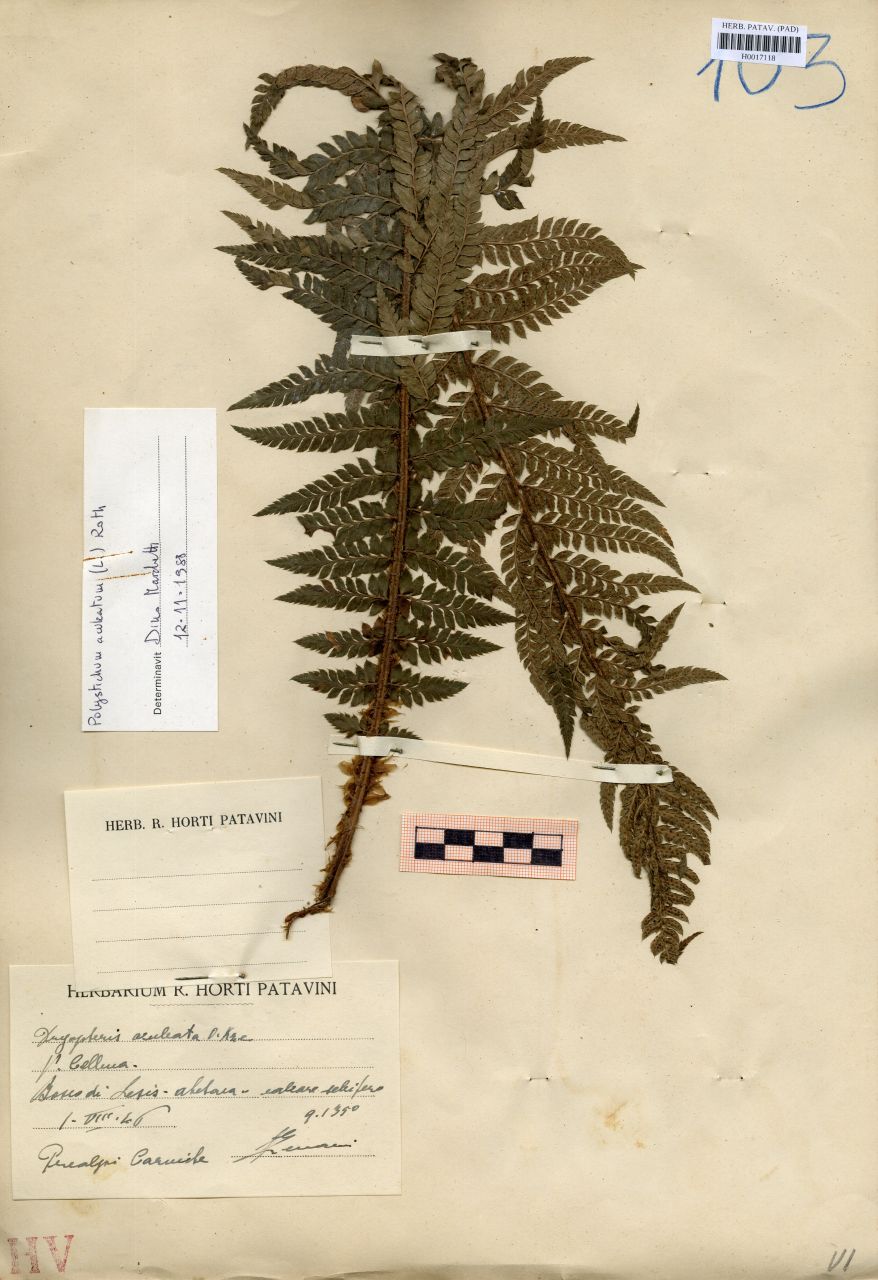 Dryopteris aculeata O.Kze - erbario, Erbario delle Venezie, Erbario delle Venezie (1946/08/01)