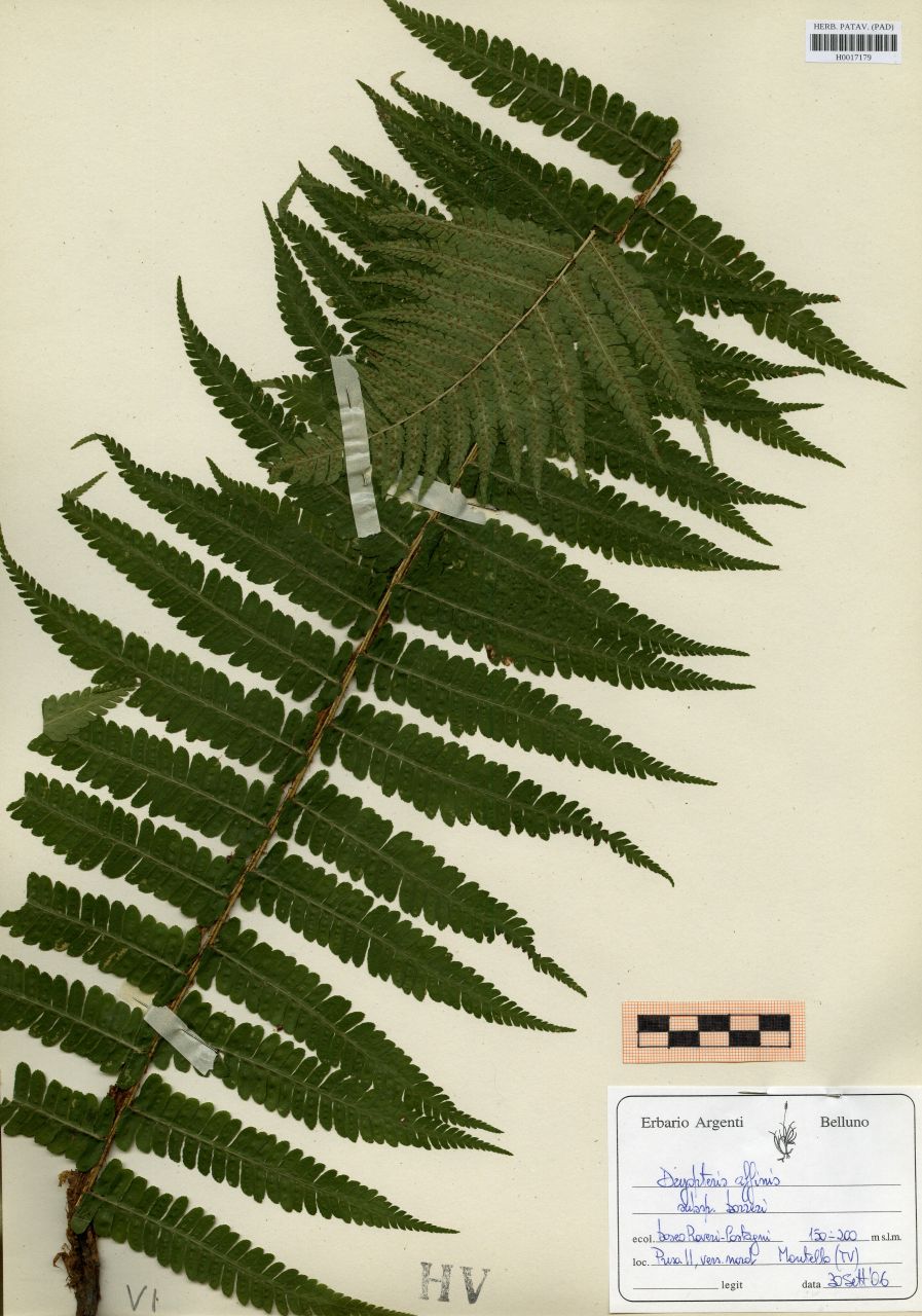 Dryopteris affinis Fraser-Jenk ssp.borreri - erbario, Erbario delle Tre Venezie, Erbario delle Tre Venezie (2006/09/30)