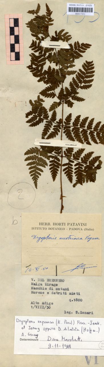 Dryopteris austriaca Way - erbario, Erbario delle Tre Venezie, Erbario delle Tre Venezie (1950/08/01)