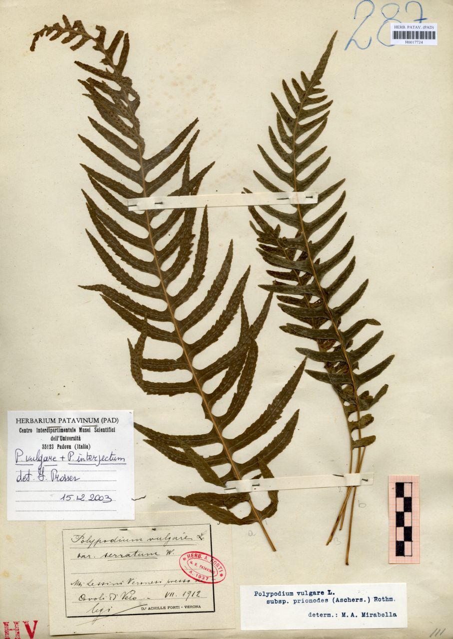 Polypodium vulgare L. ssp.serratum W - erbario, Erbario delle Venezie, Erbario delle Venezie (1912/07)