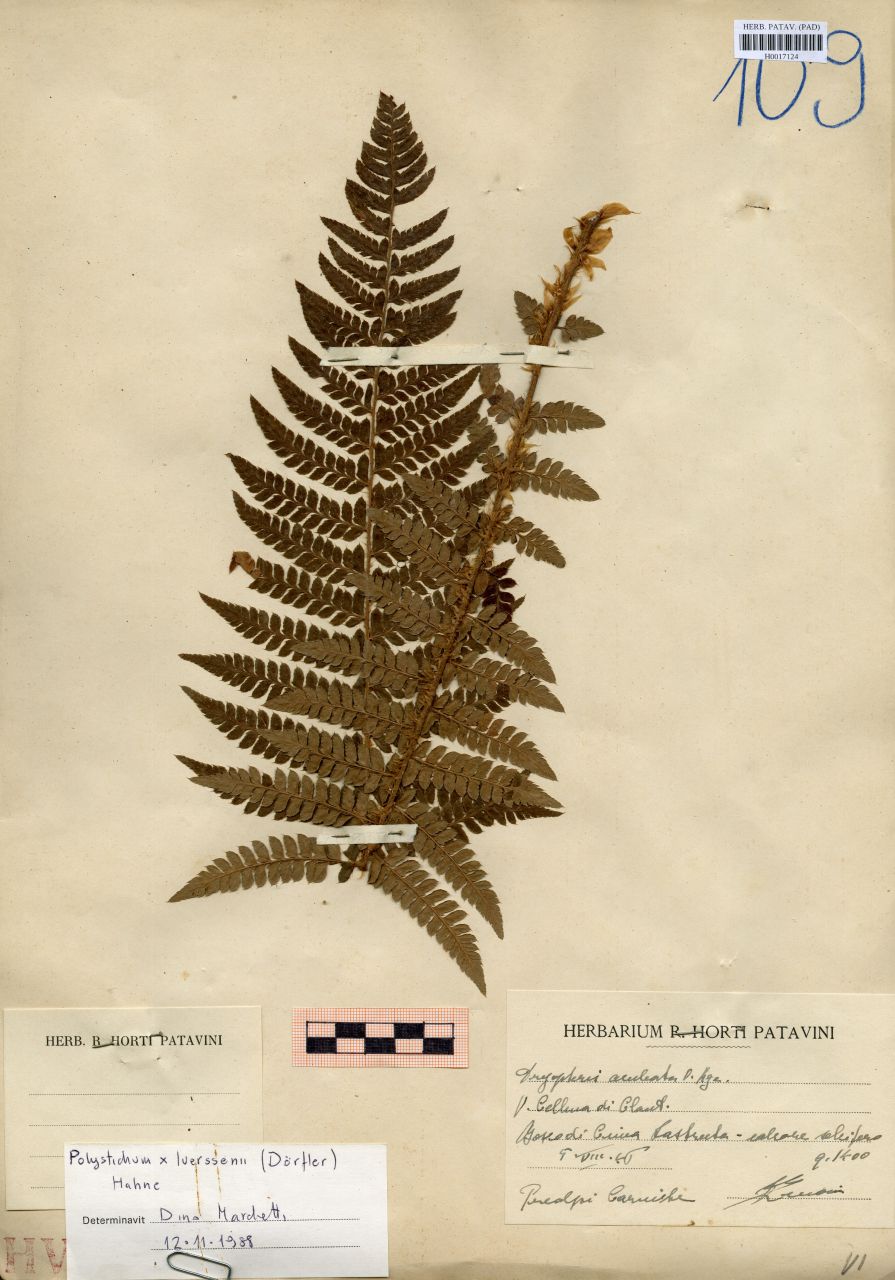 Dryopteris aculeata O.Kze - erbario, Erbario delle Venezie, Erbario delle Venezie (1946/08/09)