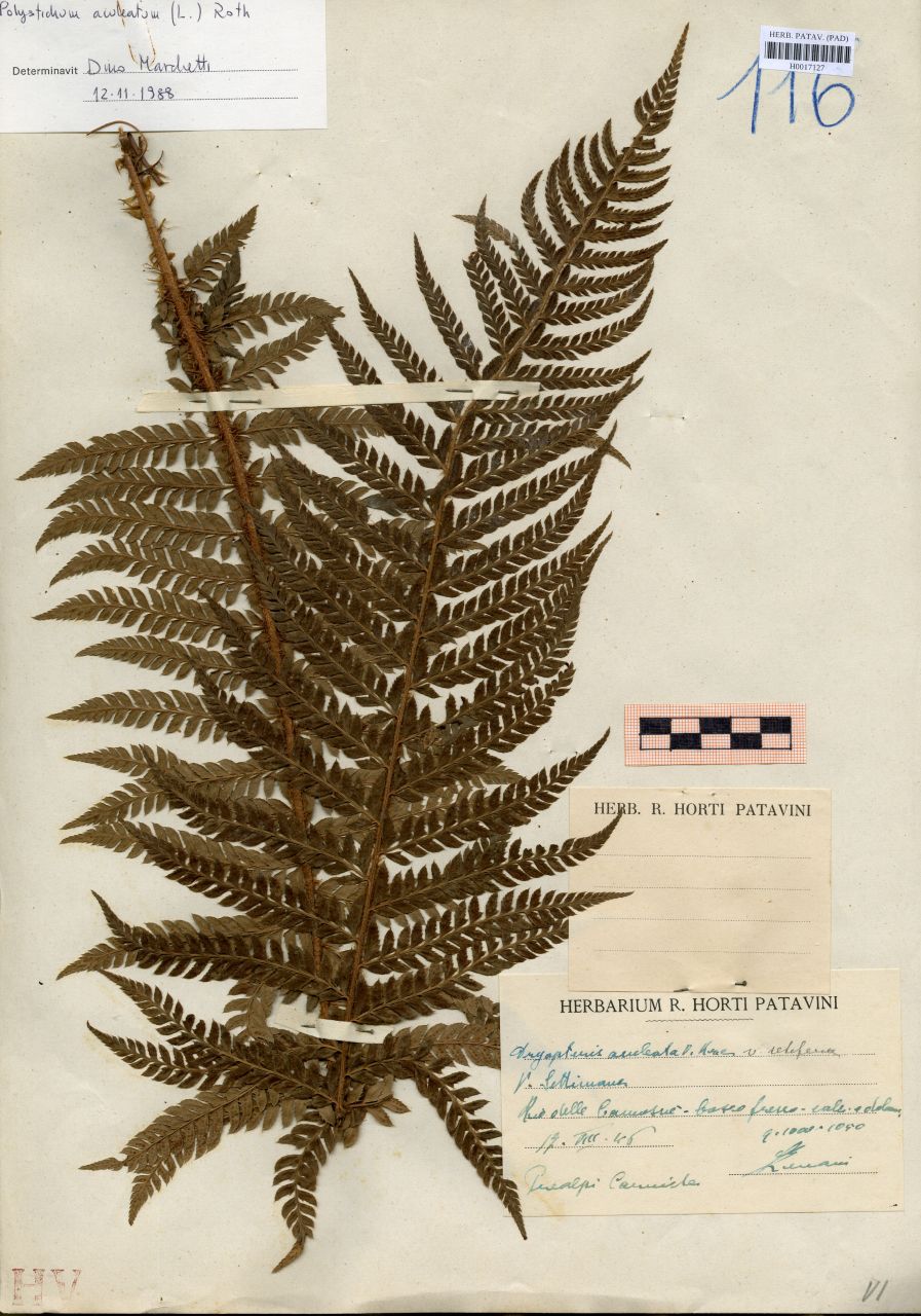 Dryopteris aculeata O.Kze var.setifera - erbario, Erbario delle Venezie, Erbario delle Venezie (1946/08/17)