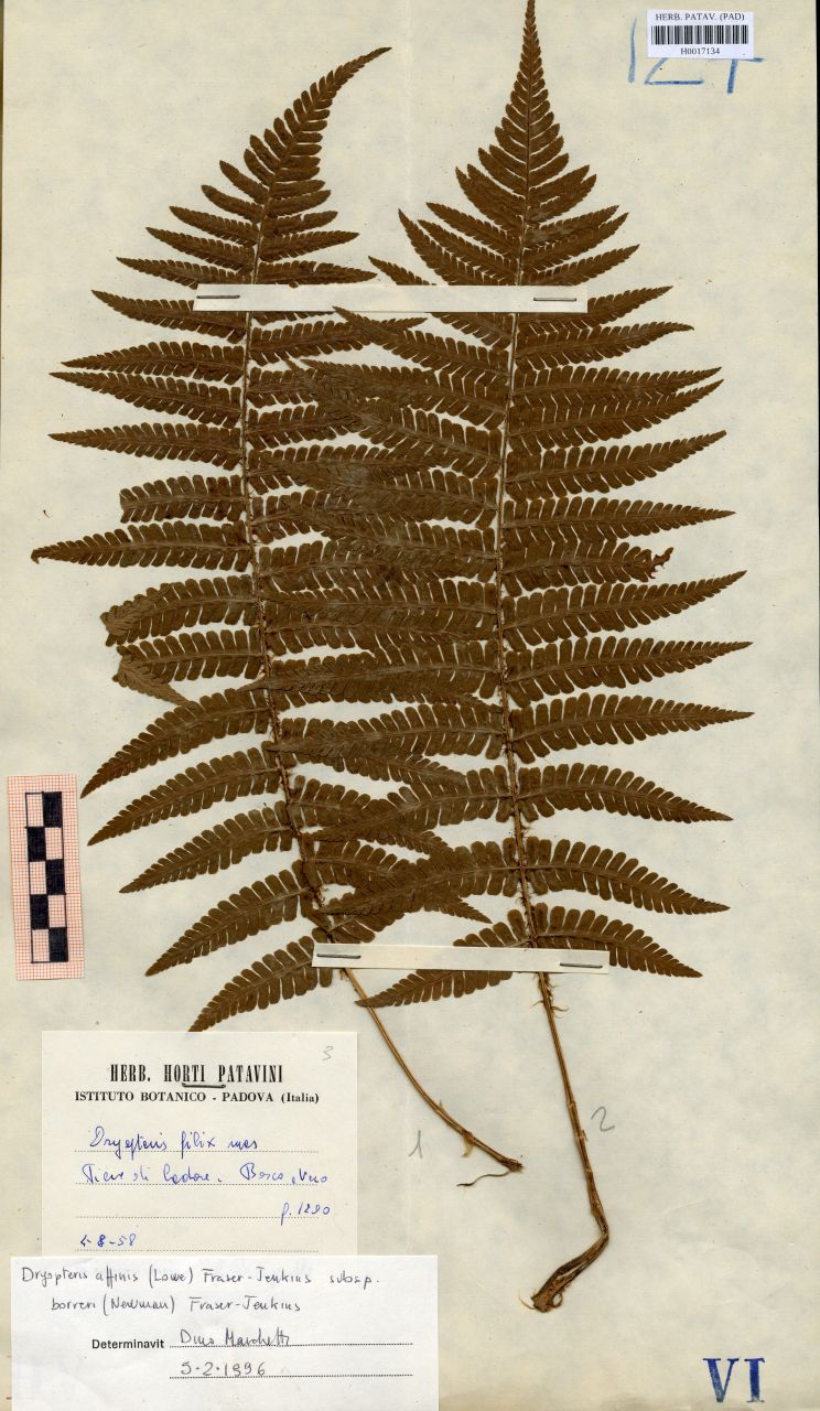 Dryopteris filix mas (L.) Schott - erbario, Erbario delle Tre Venezie, Erbario delle Tre Venezie (1958/08/04)