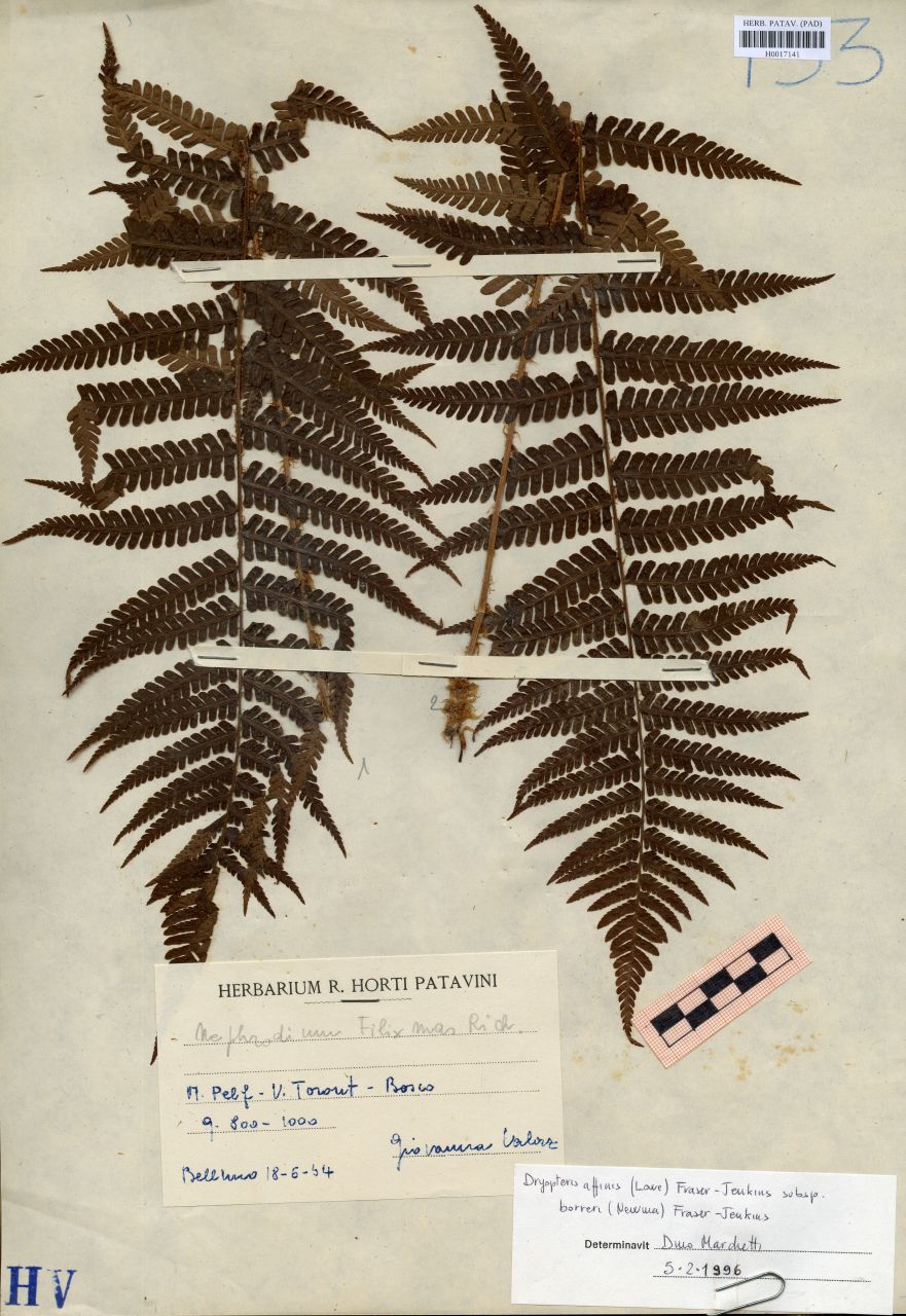 Nephrodium filix mas Rich - erbario, Erbario delle Venezie, Erbario delle Venezie (1954/06/18)