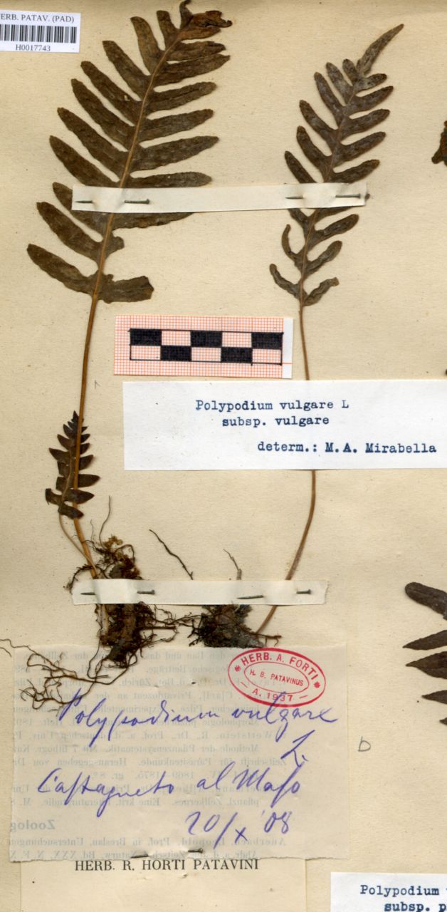 Polypodium vulgare L - erbario, Erbario delle Venezie, Erbario delle Venezie (1908/10/20)