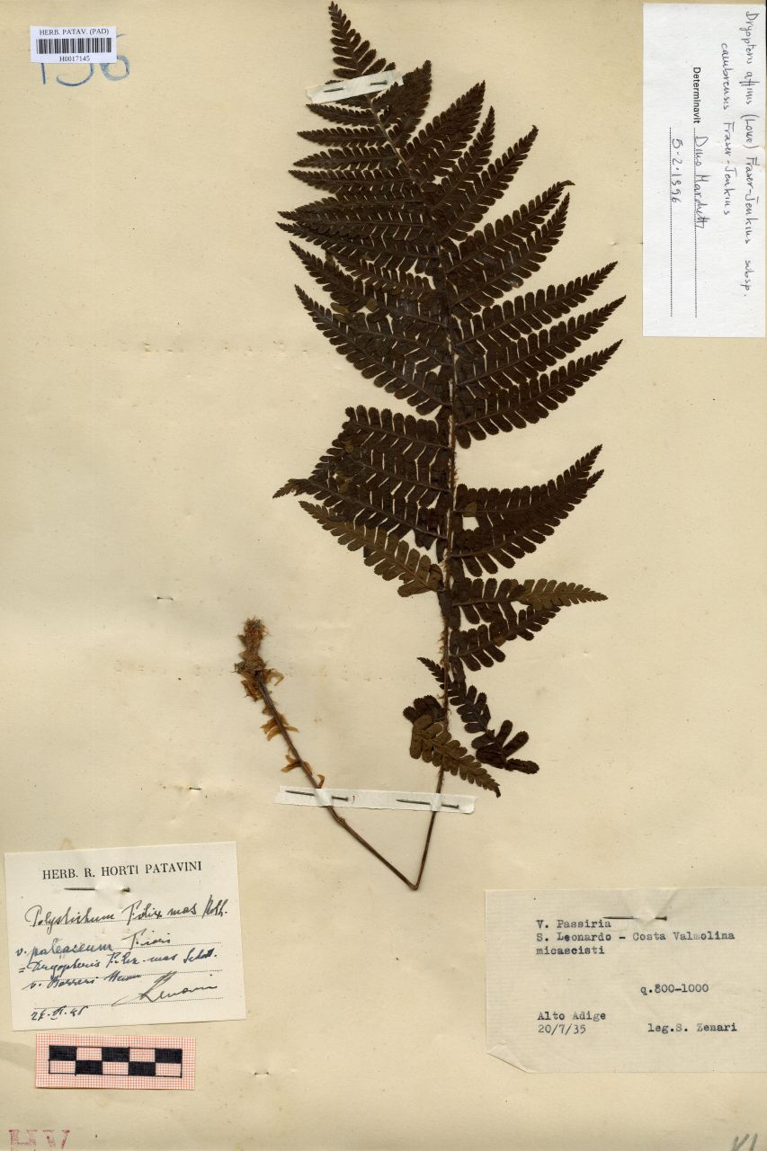Polystichum filix mas Roth.var.paleaceum Fiori - erbario, Erbario delle Venezie, Erbario delle Venezie (1935/07/20)