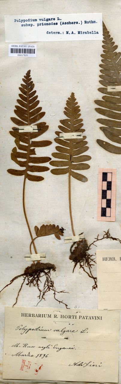 Polypodium vulgare L - erbario, Erbario delle Venezie, Erbario delle Venezie (1896/03)