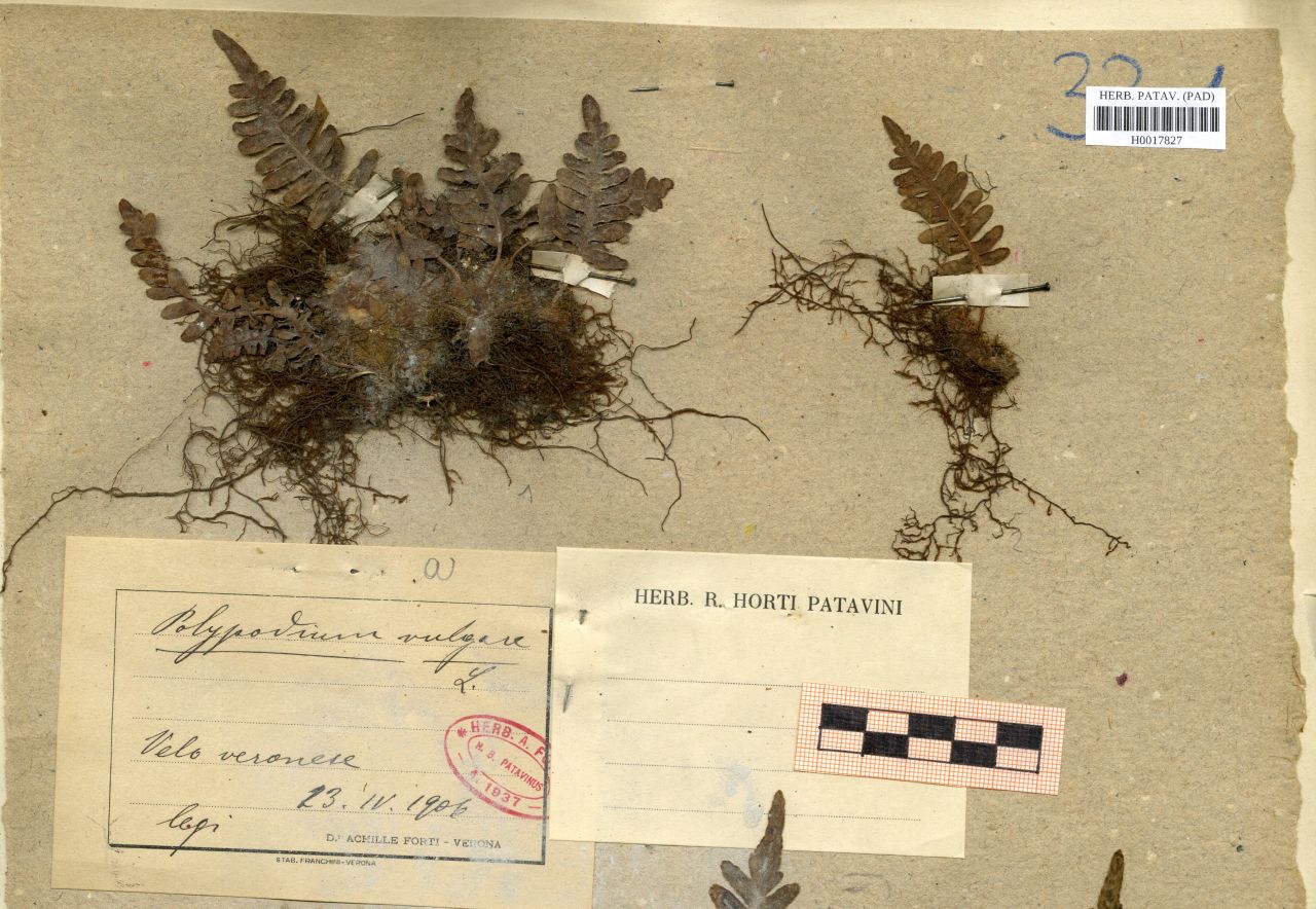 Polypodium vulgare L - erbario, Erbario delle Venezie, Erbario delle Venezie (1906/04/23)