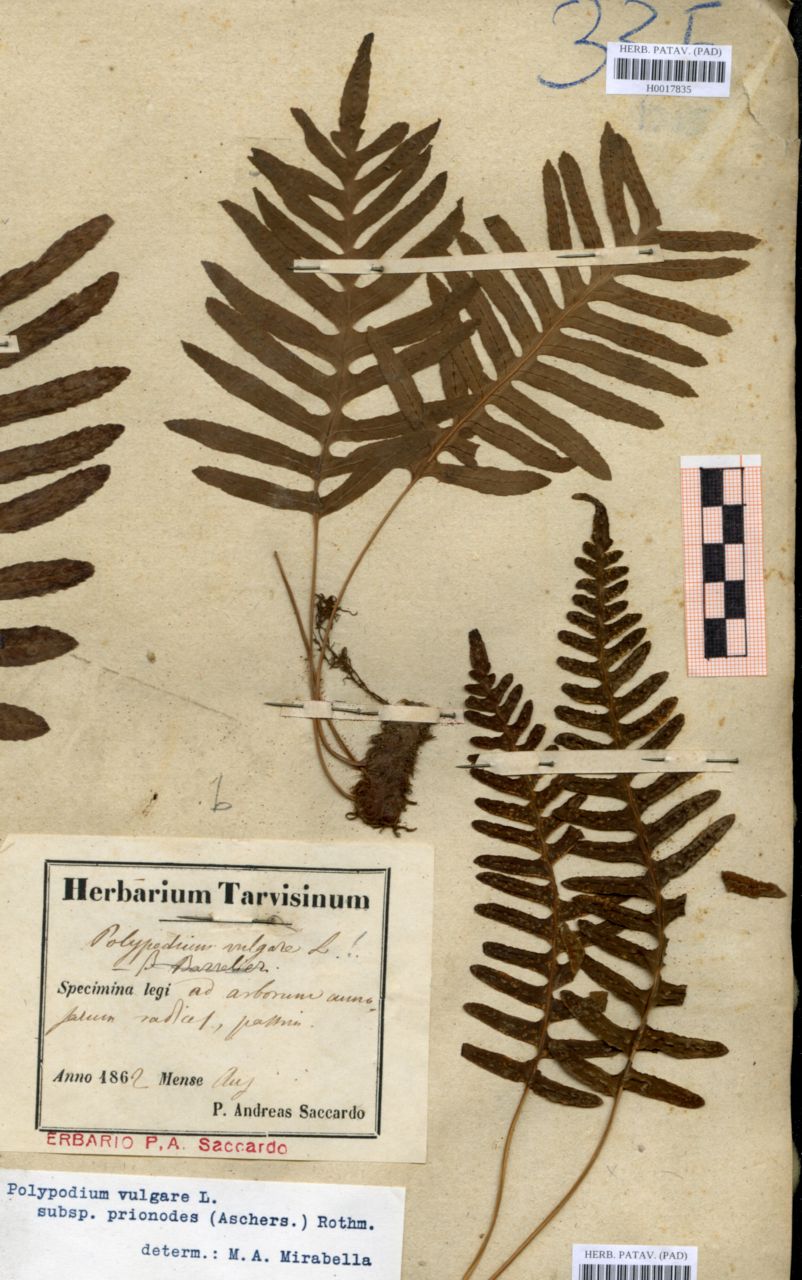 Polypodium vulgare L - erbario, Erbario delle Venezie, Erbario delle Venezie (1862/08)