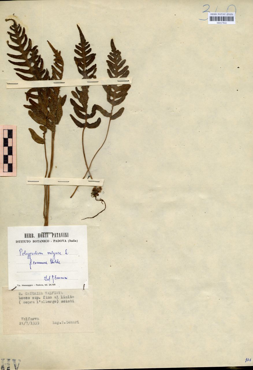 Polypodium vulgare L. f.commune Milde - erbario, Erbario delle Venezie, Erbario delle Venezie (1939/07/21)