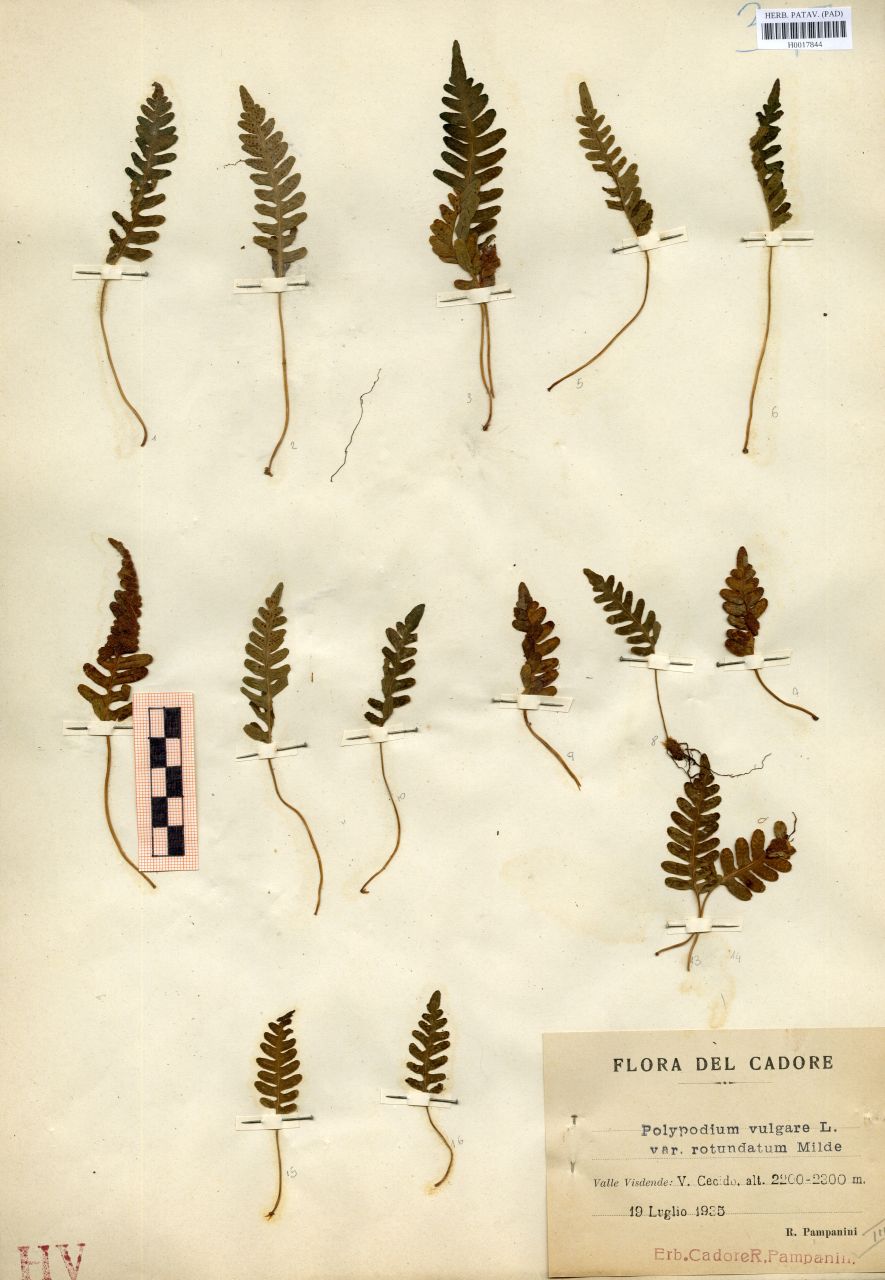Polypodium vulgare L. var.rotundatum Milde - erbario, Erbario delle Venezie, Erbario delle Venezie (1935/07/19)