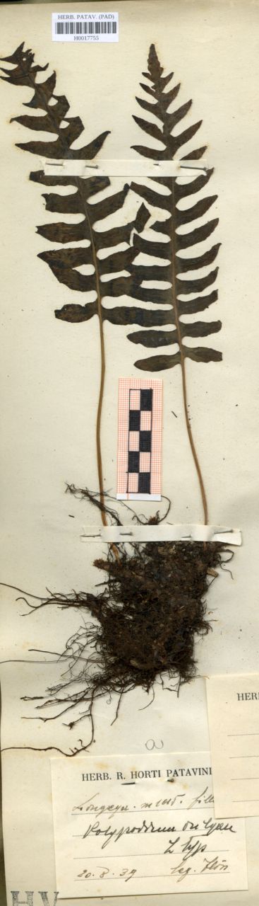 Polypodium vulgare L. typ - erbario, Erbario delle Venezie, Erbario delle Venezie (1939/08/20)