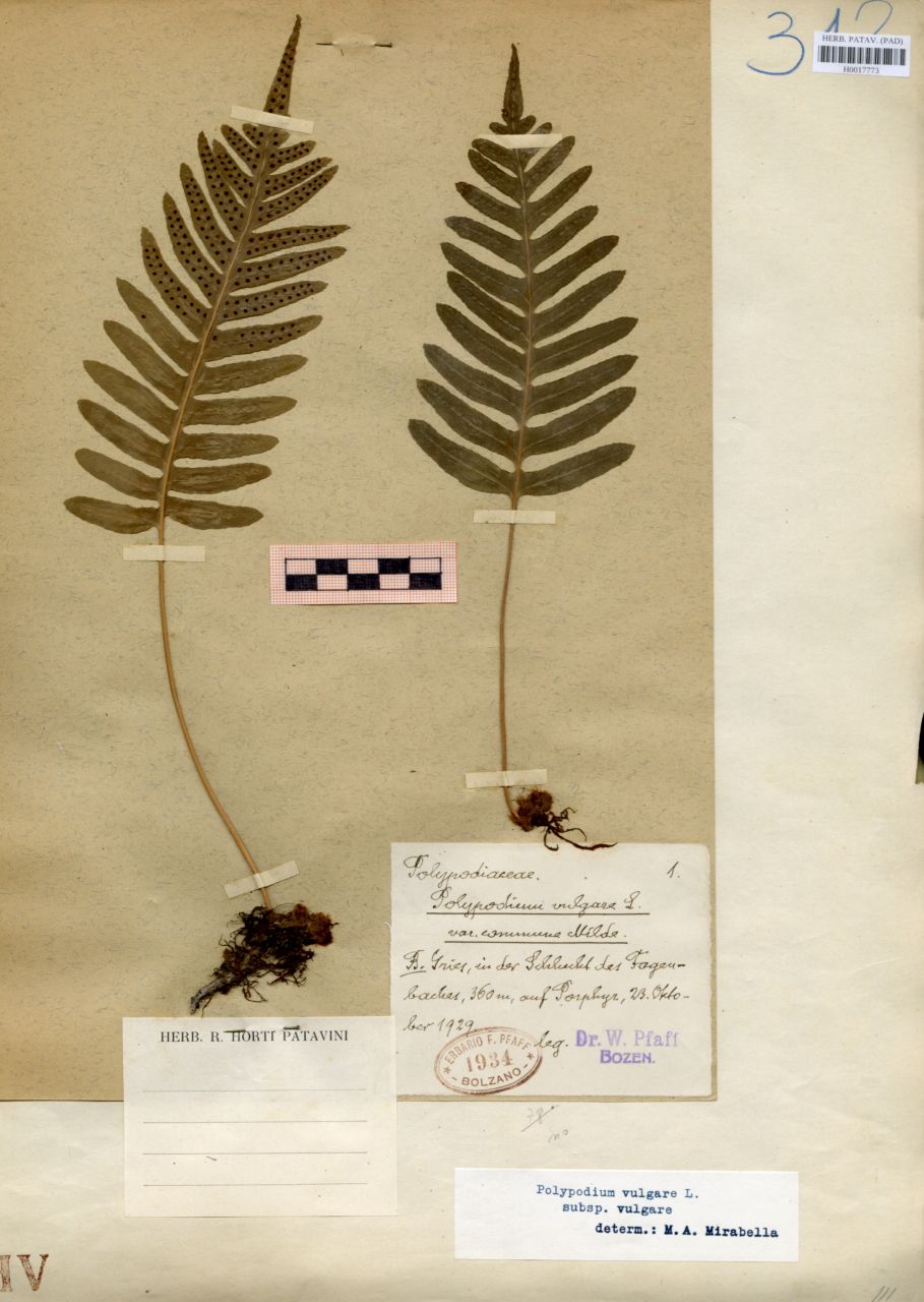 Polypodium vulgare L. var.commune Milde - erbario, Erbario delle Venezie, Erbario delle Venezie (1929/10/23)