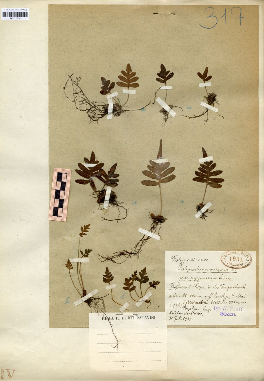 Polypodium vulgare L. var.pygmaeum Schuz - erbario, Erbario delle Venezie, Erbario delle Venezie (1932/07/31)