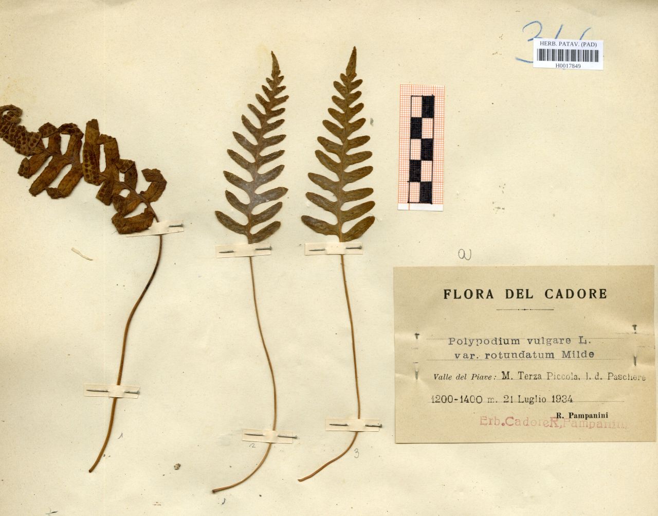 Polypodium vulgare L. var.rotundatum Milde - erbario, Erbario delle Venezie, Erbario delle Venezie (1934/07/21)