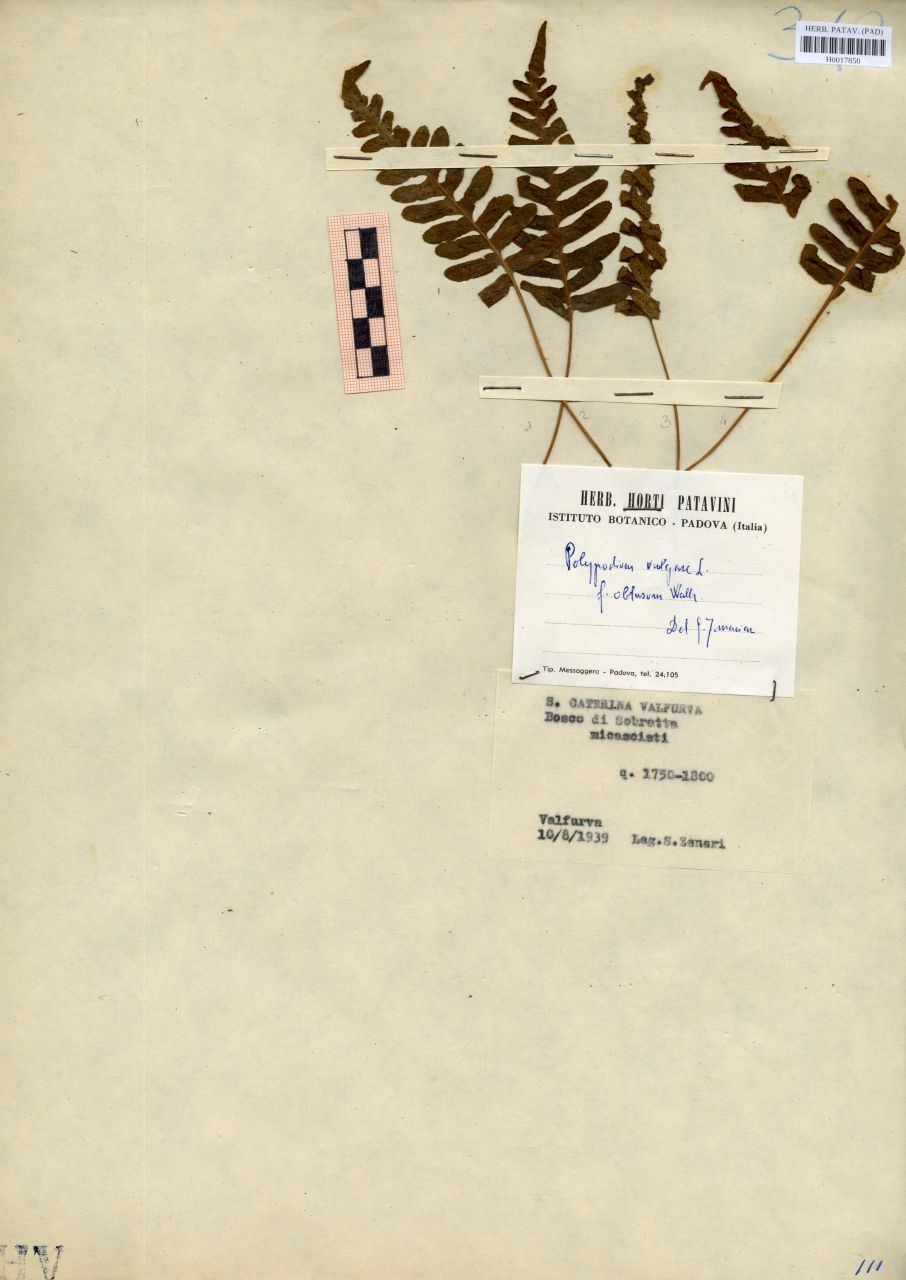 Polypodium vulgare L. f.obtusum Wallr - erbario, Erbario delle Venezie, Erbario delle Venezie (1939/08/10)