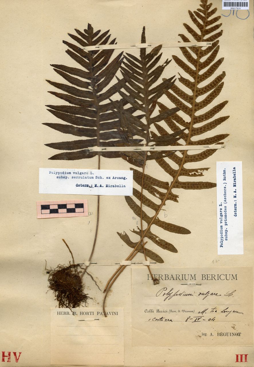 Polypodium vulgare L - erbario, Erbario delle Venezie, Erbario delle Venezie (1904/04/08)