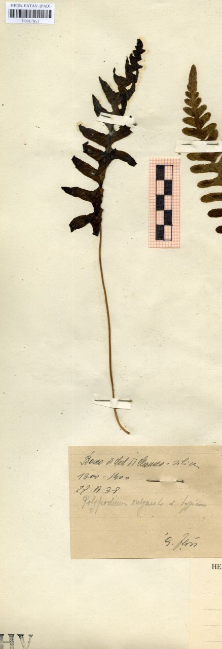 Polypodium vulgare L. var.typicum - erbario, Erbario delle Venezie, Erbario delle Venezie (1938/11/27)