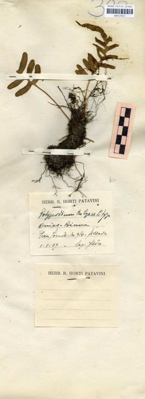 Polypodium vulgare L. typicus - erbario, Erbario delle Venezie, Erbario delle Venezie (1939/08/01)