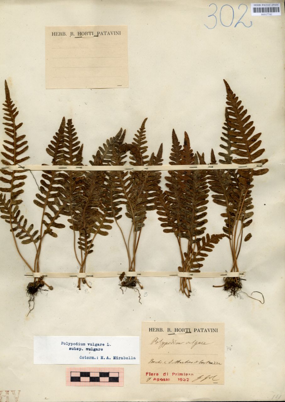 Polypodium vulgare - erbario, Erbario delle Venezie, Erbario delle Venezie (1932/08/19)