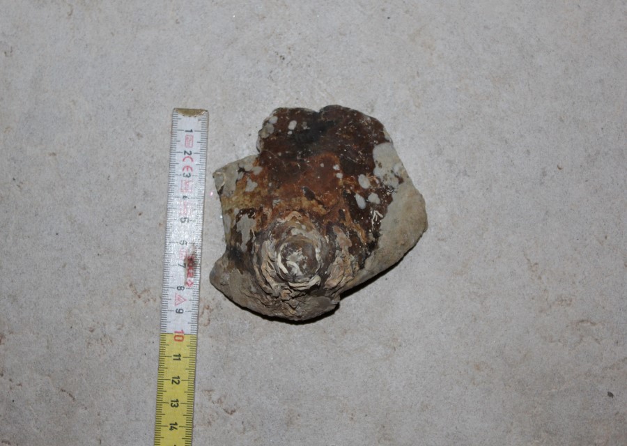 ANFORA, Grado I - produzione italica - istriana (seconda metà sec. II d.C)