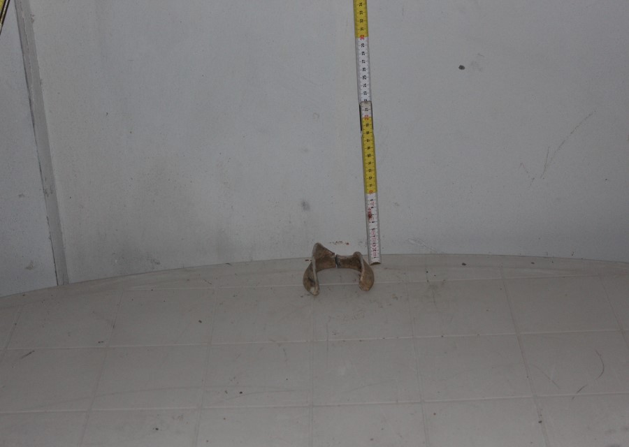 ANFORA, Grado I - produzione italica - istriana (seconda metà sec. II d.C)