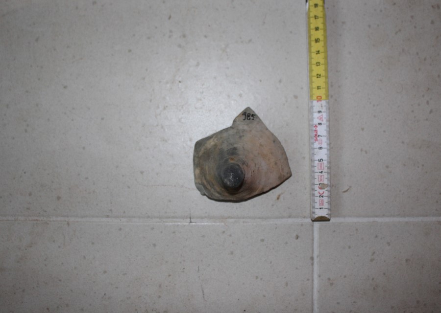 ANFORA, Grado I - produzione africana (seconda metà sec. II d.C)