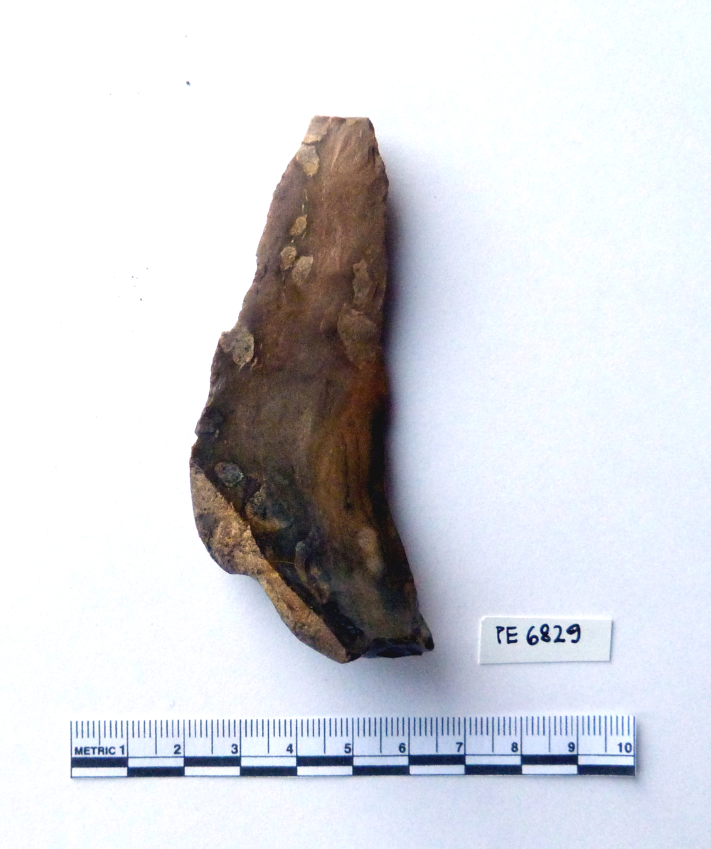 lama (non determinabile)