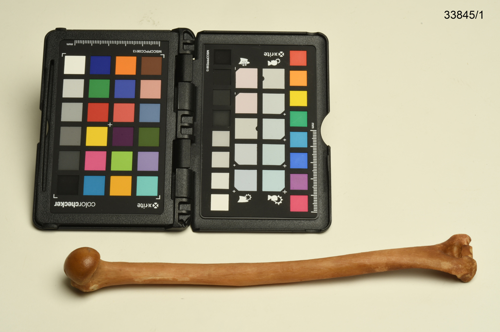 U namo (osso, STRUMENTI E ACCESSORI/ CACCIA E PESCA) - cultura Yanomami