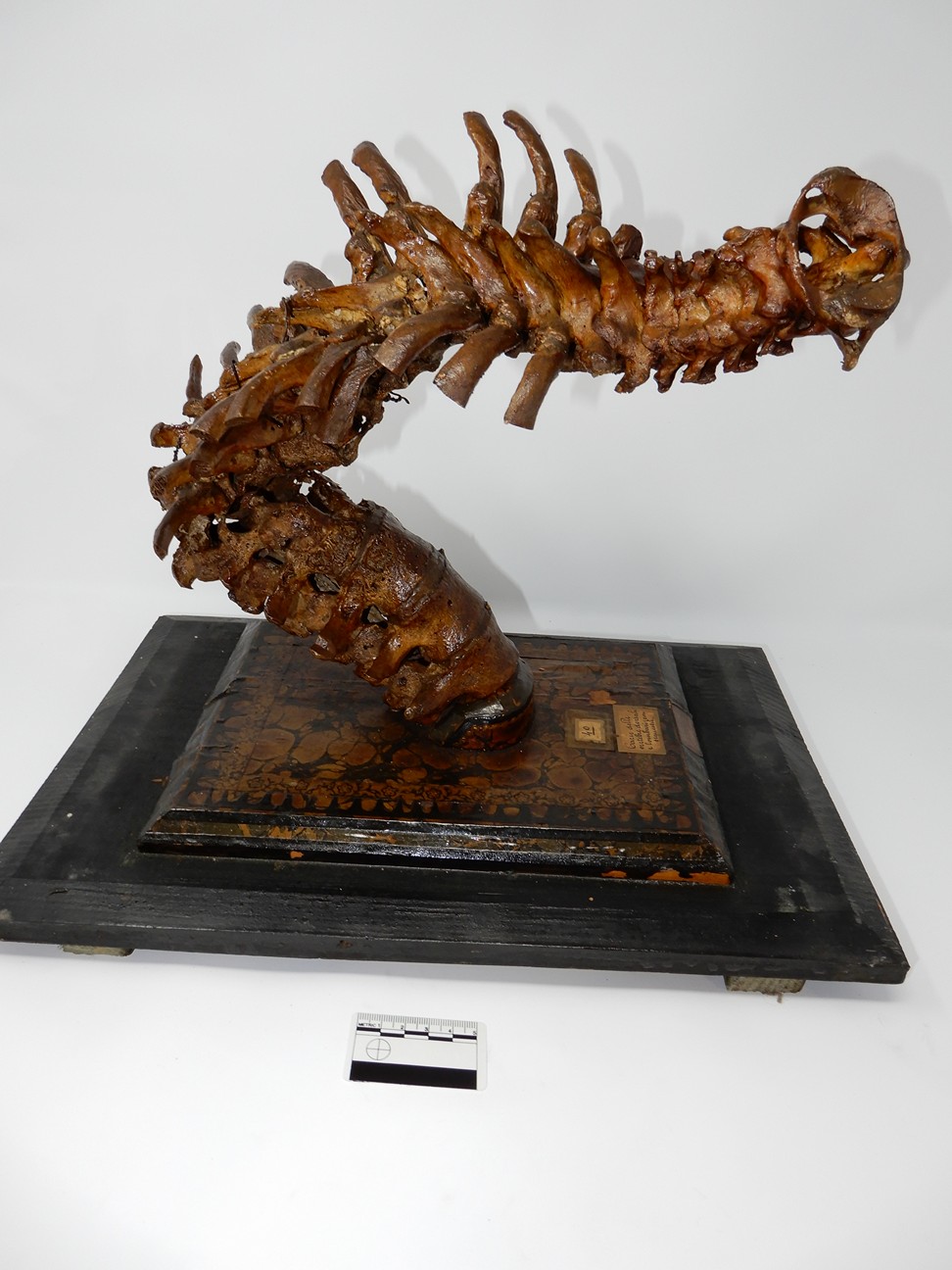 singolo reperto antropologico, reperto osseo (morfologia alterata per patologia) (XIX-XX)