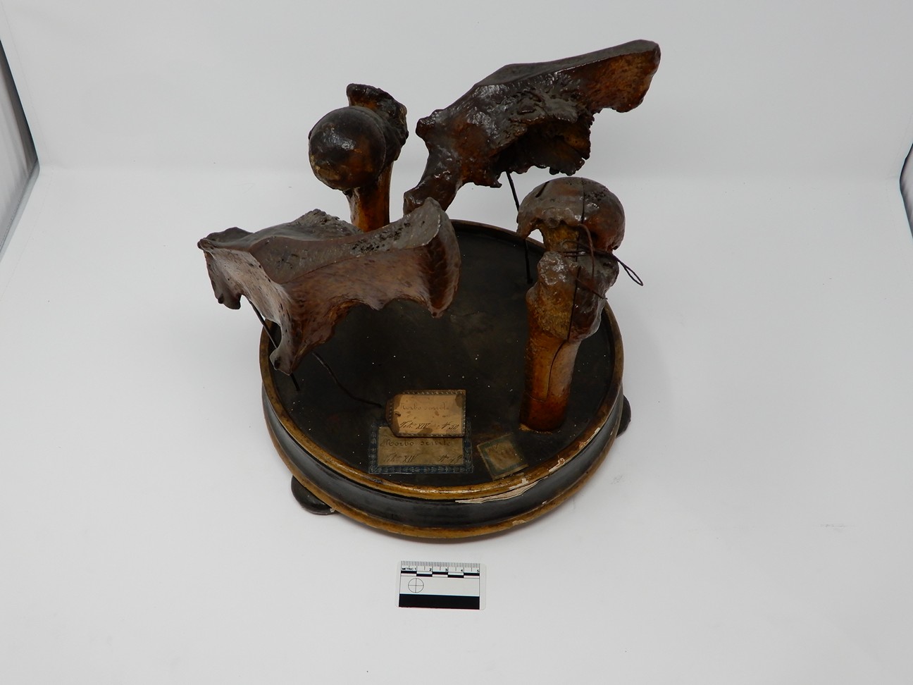 singolo reperto antropologico, reperto osseo (morfologia alterata per patologia) (XIX-XX)